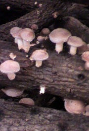 shiitake